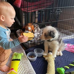 Border Collie Puppies from Cascade Sun Kennels