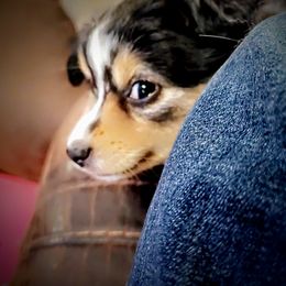 Toy Australian Shepherd Puppies from SLASH SEVEN Toy Aussies