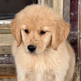 Freckles - Dark golden female Golden Retriever puppy in Saint Pauls, North Carolina from Copperfield’s Goldens