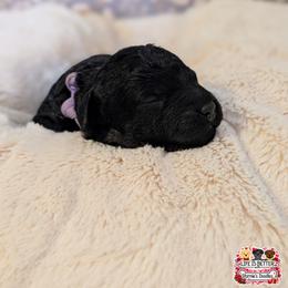 Purple Girl - Black female Shihpoo puppy in Rockledge, Florida from Stormie's Doodles