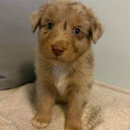Heath - Red merle male Australian Shepherd puppy in East Hartford, Connecticut from CT Aussies
