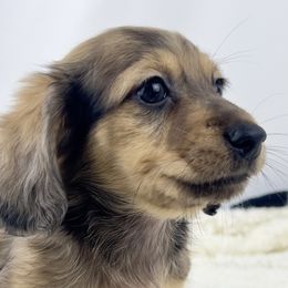 Pumpkin Brûlée - Cream male Dachshund puppy in Sacramento, California from MiniDoxPups
