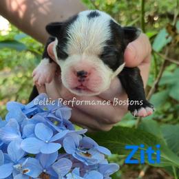 Ziti - Black brindle and white male Boston Terrier puppy in Griffin, Georgia from Celtic Performance Bostons