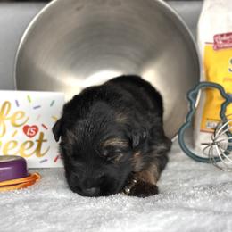 Xantos - Orange - Black and red male German Shepherd puppy in Iola, Wisconsin from DeFelice's German Shepherds