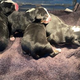 Boy 3 - Black, white and red male Greater Swiss Mountain Dog puppy in Knoxville, Maryland from Dahlgren Swissys