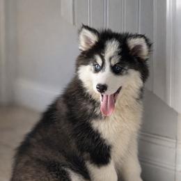 Torch - Black and white male Pomsky puppy in Lewiston, Minnesota from Family Pomsky