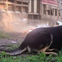 Maddie - German Shepherd