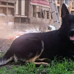 Maddie - German Shepherd