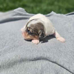 Maverick - White male Cavapoo puppy in Decatur, Illinois from Petite Pups