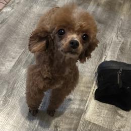 Sienna - Poodle