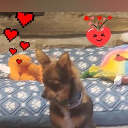 Elsa - Chihuahua