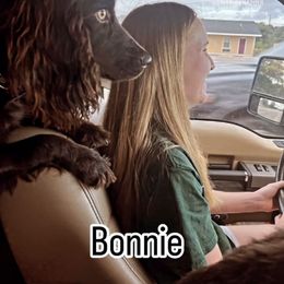 Boykin Spaniel All Grown Up from D&T Boykin Spaniels