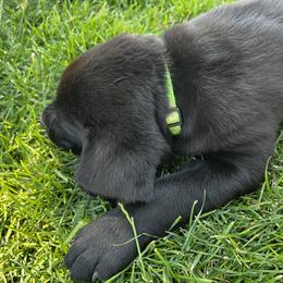 Labrador Retriever Puppies from Whispering Valley Labs