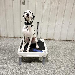Dalmatian All Grown Up from Rosais Acres LLC