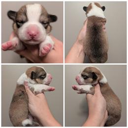 Akon - Sable and white male American Corgi puppy in Garrett, Indiana from Chloe's Colorful Corgis