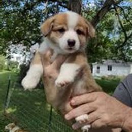 Pembroke Welsh Corgi Puppies from MT Nest Farms
