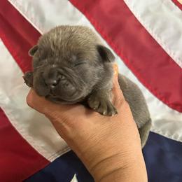 Blue collar - Gray brindle male Cane Corso puppy in Tucson, Arizona from Cane Corso Friends