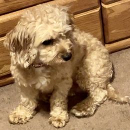 Ginger - Cavapoo