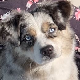Miniature Australian Shepherd puppies from Austin Aussies by Jody