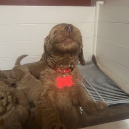 Goldendoodle Puppies from Dream Lake Doodles