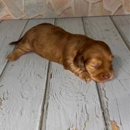 Marble - Dapple male Dachshund puppy in Miami, Florida from Maitime Dachshund