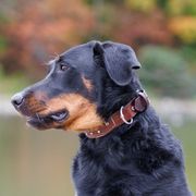 Beauceron puppies from Beaucerons Des Vents