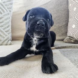 Black male 1 - Black male Cane Corso puppy in Jacksonville, North Carolina from Coliseum de Cassiope