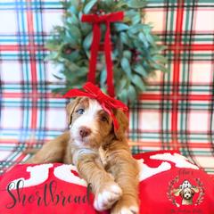 Shortbread - female Australian Mountain Doodle puppy in Land O' Lakes, Florida from Olive’s Little Farmhouse Doodles