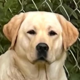 Macey - Yellow female Labrador Retriever puppy in Harlan, Kentucky from Kamalot Kennels