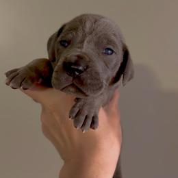 Blue Tan Point (3) - Blue male Great Dane puppy in Kimball, Michigan from Starlight Danes