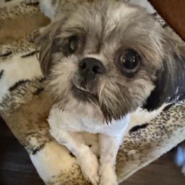 Bobby - Blue male Shih Tzu puppy in Victorville, California from RUMBLE n TUMBLE