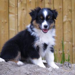 Miniature American Shepherd and Toy Australian Shepherd Puppies from Fifth Avenue Australian Shepherds