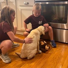 Dottie (Dixie) - Yellow Labrador Retriever puppy in Greensburg, Kentucky from Paws Farm Retrievers
