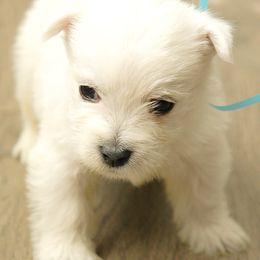 Blue - White male West Highland White Terrier puppy in Bessemer City, North Carolina from JJs Puppies of the Carolinas