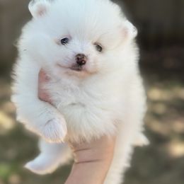 Casper - White male Pomeranian puppy in Edmond, Oklahoma from Okie Poms