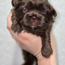 Coco - Chocolate female Shih Tzu puppy in Cabot, Arkansas from Borderland's Kennel