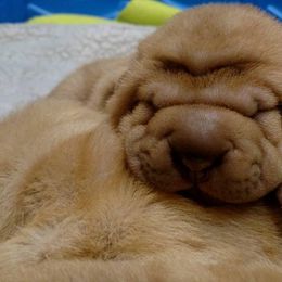 Chinese Shar-Pei Puppies from Shine Shar-Pei