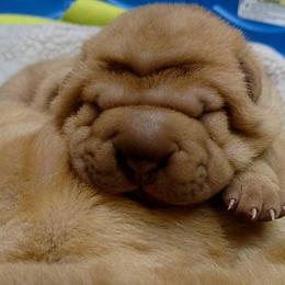 Chinese Shar-Pei Puppies from Shine Shar-Pei