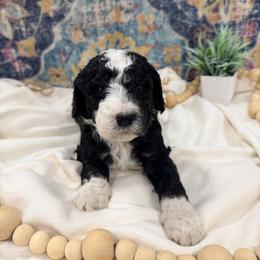 Pickles - Black and white male Bernedoodle puppy in Silver Lake, Indiana from ‘Mut’zger Doodles