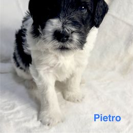 Aussiedoodle Puppies from Dogwood Family Doodles