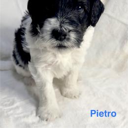 Aussiedoodle Puppies from Dogwood Family Doodles