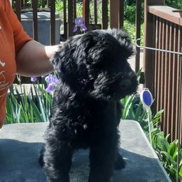 Giant Schnauzer Puppies from Liberty Giant Schnauzers
