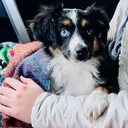 Wyatt Earp - Toy Australian Shepherd puppy from Klenke Toy Aussies