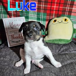 Luke - White black and tan male Rat Terrier puppy in Lynn, Alabama from Cryptic Rat Terriers