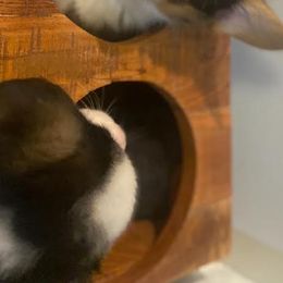 Pembroke Welsh Corgi Puppies from The Hope Ranch