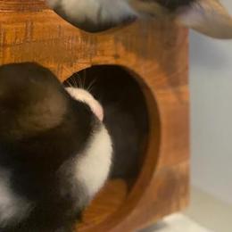 Pembroke Welsh Corgi Puppies from The Hope Ranch