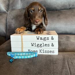 Jasper - Chocolate and tan male Dachshund puppy in Stuart, Iowa from Johnson Family Paws