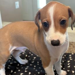 Italian Greyhound Puppies from Desert Sky Italian Greyhounds