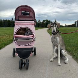 Saluki Puppies from Sahar Paz Salukis