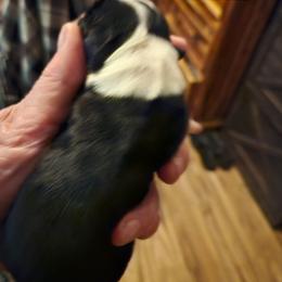 Letty - Sable female Tibetan Terrier puppy in Dorena, Oregon from West Coast Tibetans